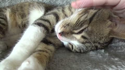 Kitten Purrs and Stretches His Paws