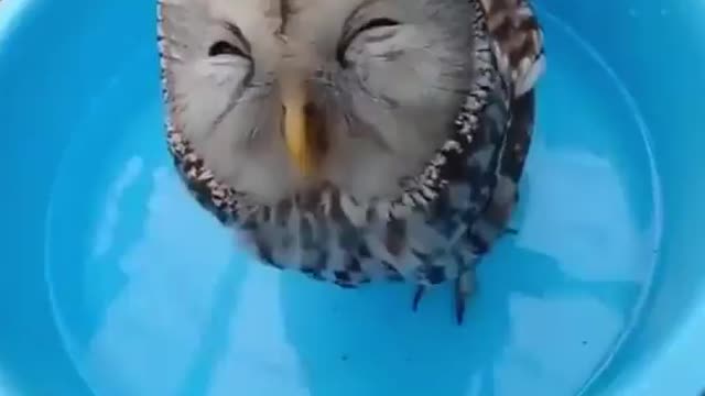 A HAPPY OWL 🤗