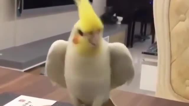 Worlds best listening bird