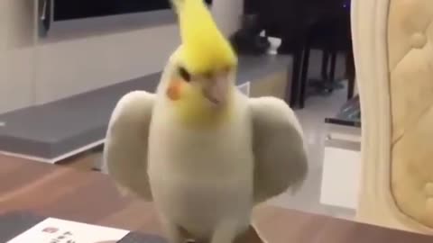 Worlds best listening bird