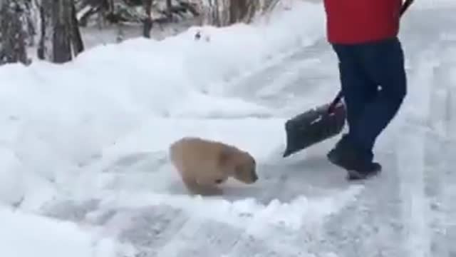 yt1s.com - Cute Puppy Jumps in SNOW Shorts pt64 Golden Retriever_360p