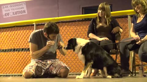 How to Train ANY DOG the Basics: Lessons #1