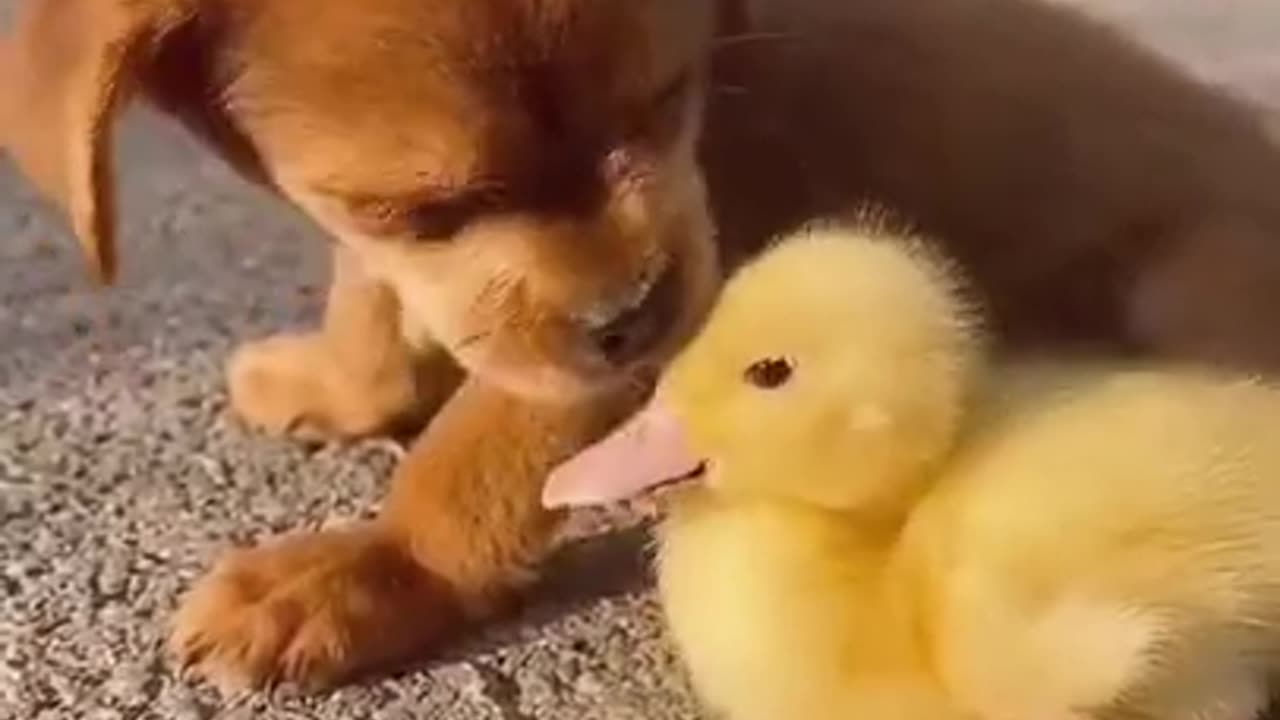 Cute puppy and fluffy baby duck lovely videos