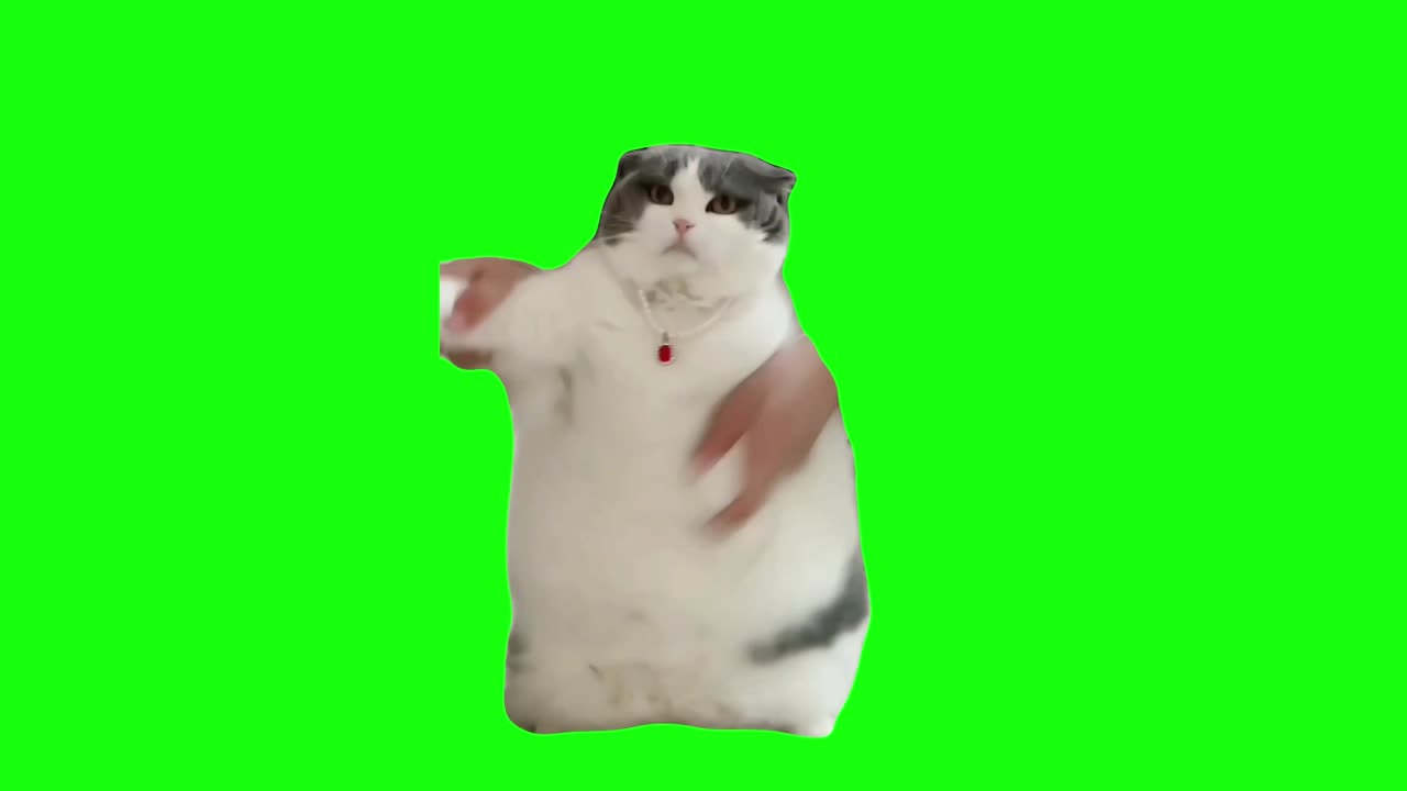 Cat Dancing to Wop | Green Screen