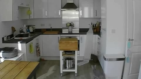 Cat draggin paper towels around empty kitchen