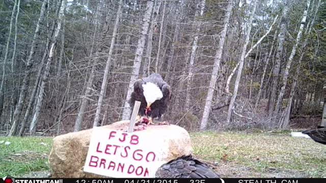 bald eagles feeding on venison scraps in maine Let’s go Brandon