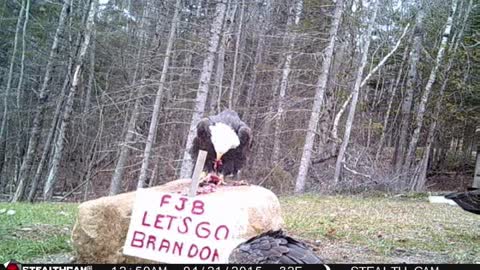 bald eagles feeding on venison scraps in maine Let’s go Brandon