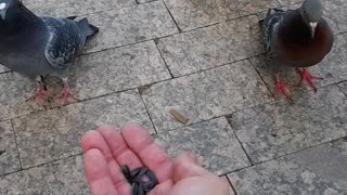 Doves in the park of Kazan.
