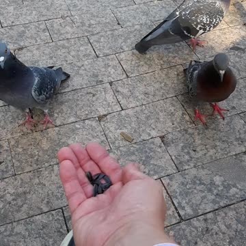 Doves in the park of Kazan.