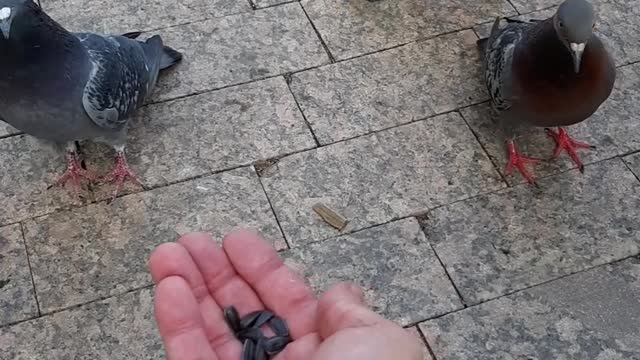 Doves in the park of Kazan.