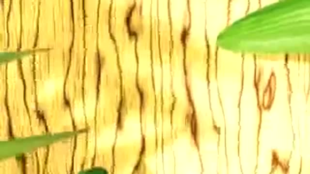 A Beautiful Nature ! With ANIMATION