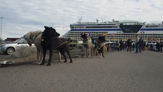 Dogs line up 2x2