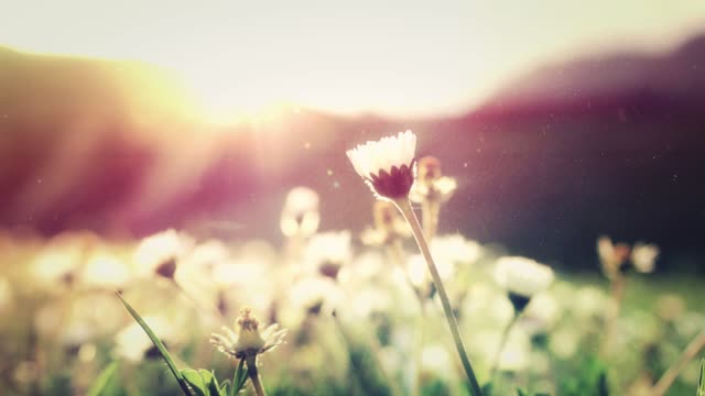 free footage Summer_Flower_4K_Living_Background