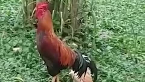 Chicken Pretends to Be Dead To Keep Suitor Away