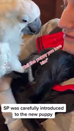 parrot with happy life