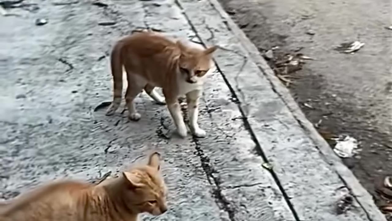 Kungfu cat