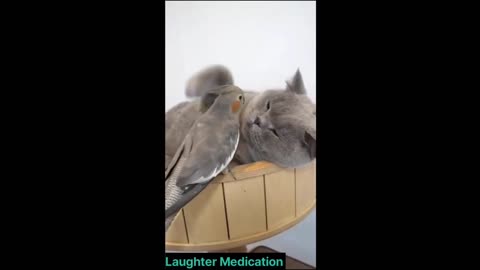 Crazy Animals video