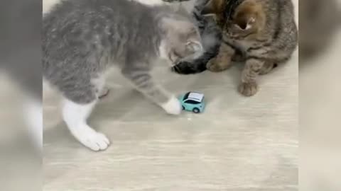 funny cat videos