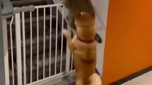 The dog prevents the cat from crossing