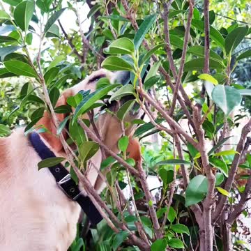 Labrador licking the plant leaves.