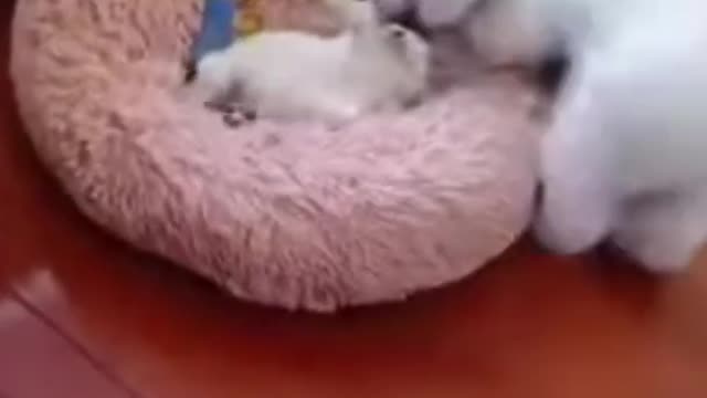 Mama Cat Play With Baby Cat, Funny Video