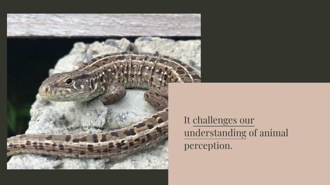 Foundations of Animal Perception: Scientists Uncover Hidden “Sixth Sense” in Geckos