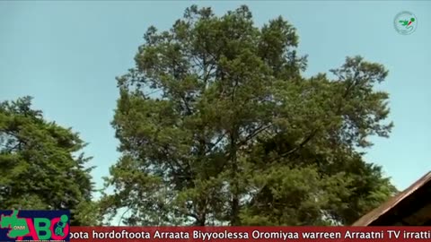 Oduu Waaree ONM-ABO Onkoloolessa 30-2024 itti dhiyaadhaa!