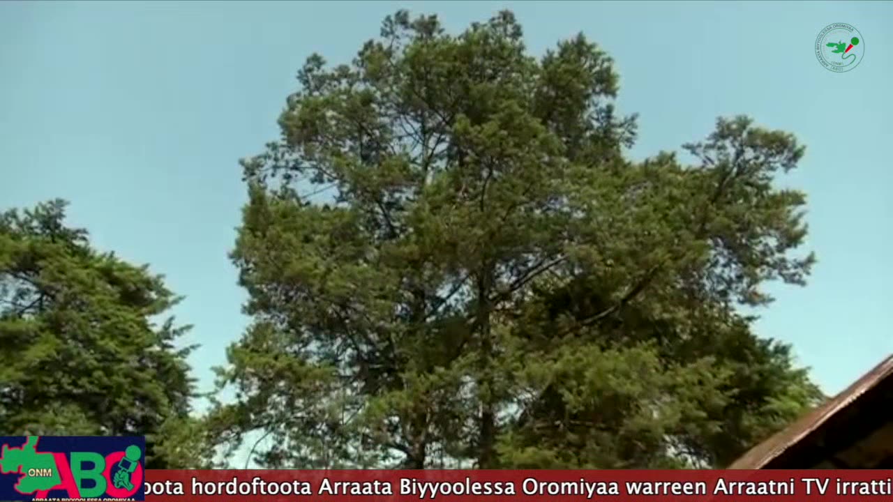 Oduu Waaree ONM-ABO Onkoloolessa 30-2024 itti dhiyaadhaa!