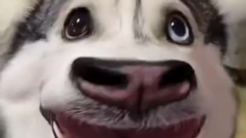 Husky: I Can Dance 😃😃😃 - Funny Animal Videos 2021