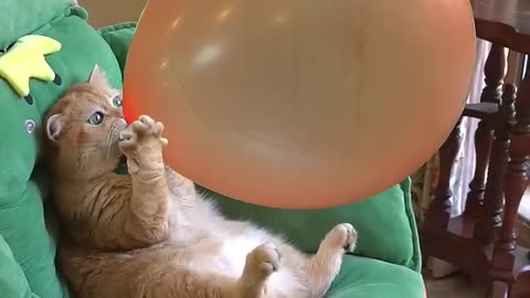 Cat balloon 🎈