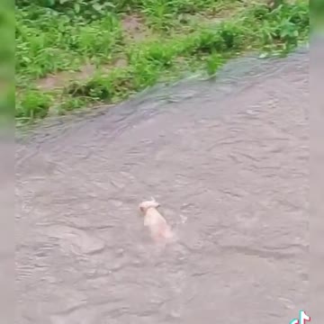What oh my God ! Little puppy falls into the water