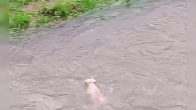 What oh my God ! Little puppy falls into the water