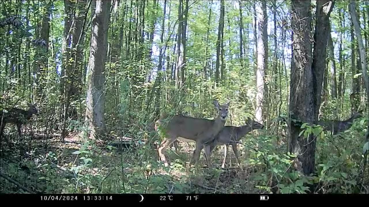 Burbank Ohio Range Property - Neverending Deer Train