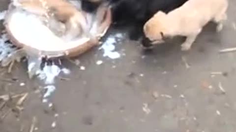 The dog fell into the milk bowl