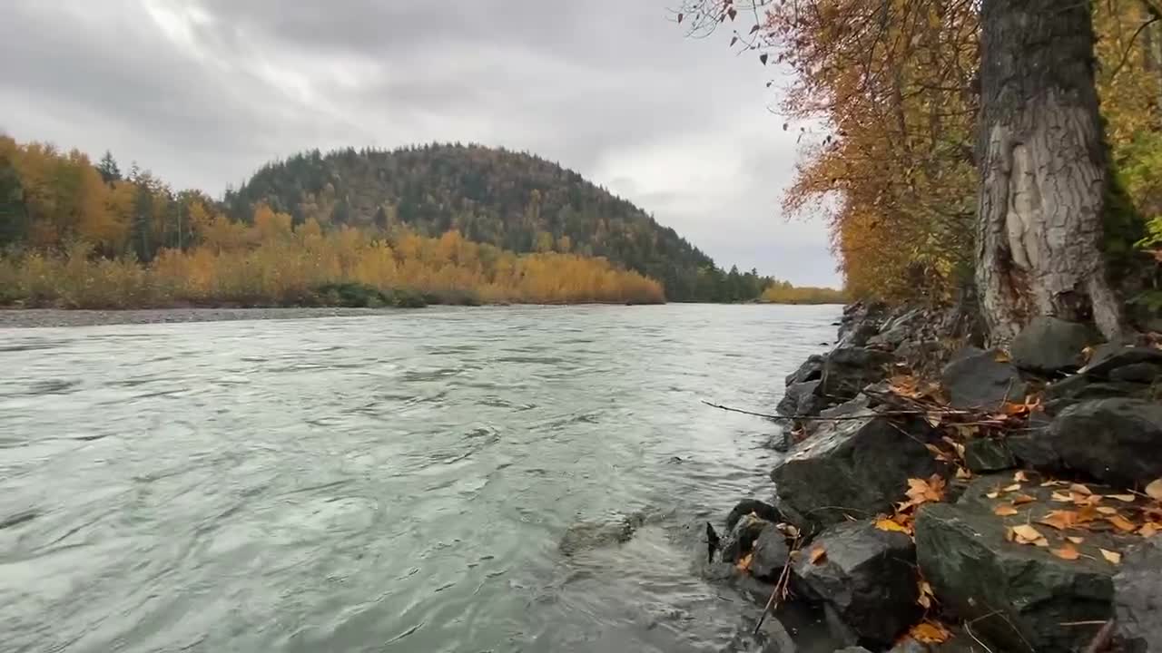 Husky enjoying walk in the Chilliwack river BC Canada