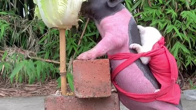 The piglet just treats the puppy as his own baby