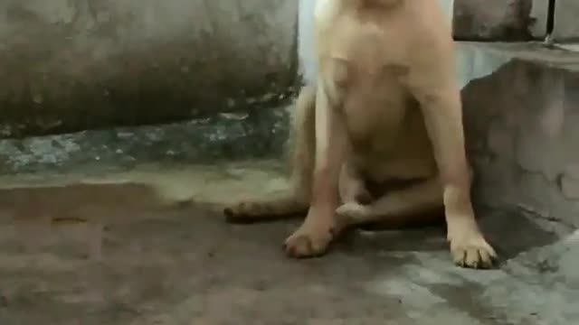 Cute little puppy videos #puppy videos