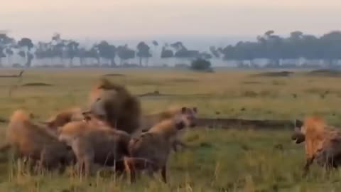 The animals fight