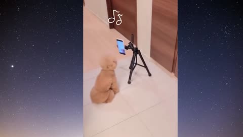 Puppy Secretly Filming Tik Toks !