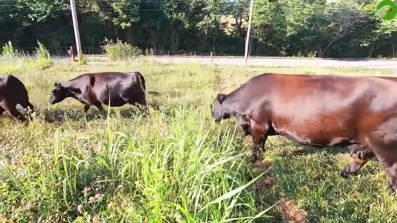 Vedio for kid. Cow grazing and mooring