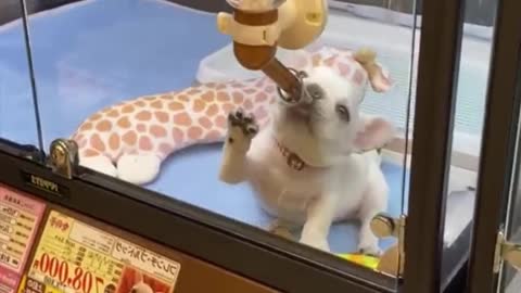 The dog is drinking water