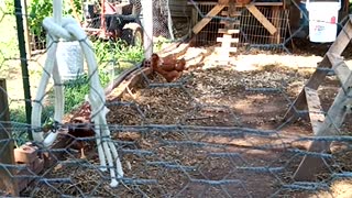 Chicks wanting fresh pulled grass