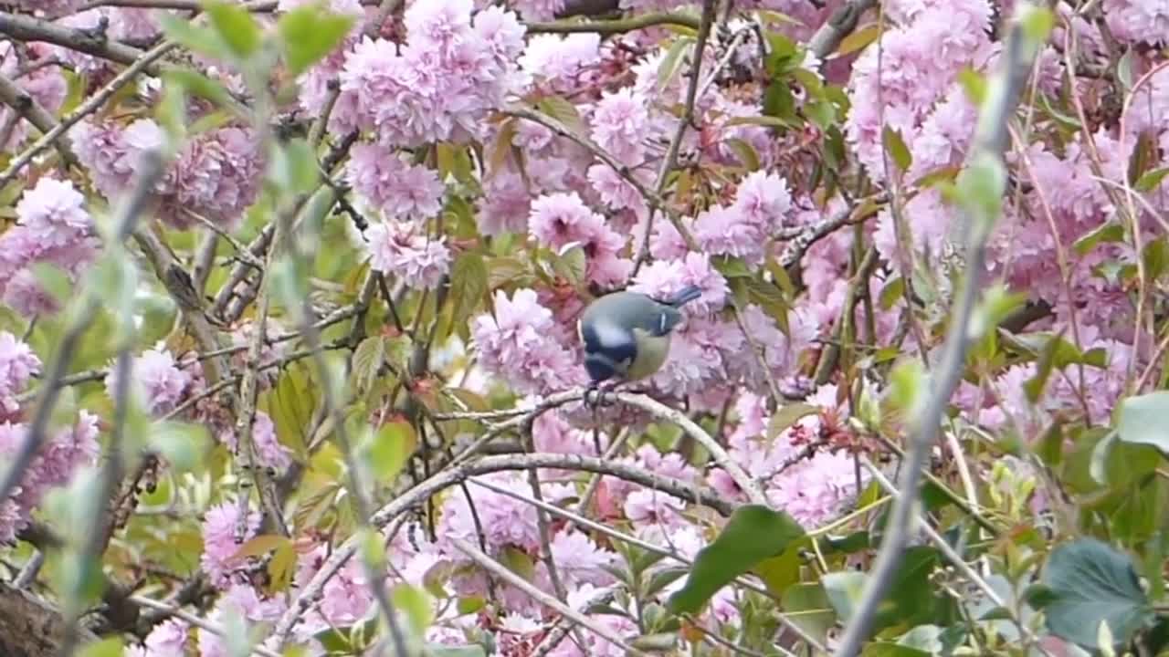 Relaxing Sounds, Relaxing Birds Sounds