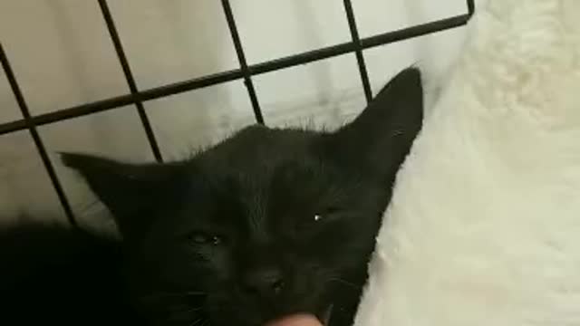 Hissy Kitten is Calmed by a Finger