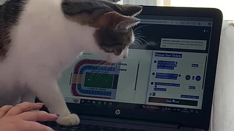 Cat Thwarts Attempt to Buy Tickets