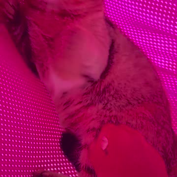 Farmer Lady Simple Life 😍 #farmer #rural