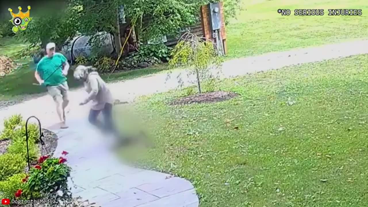 When Animals Go On A Rampage And Got Caught On Camera