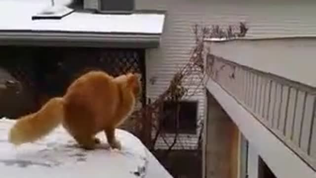 Cat Fails Jump From Snow Covered Car