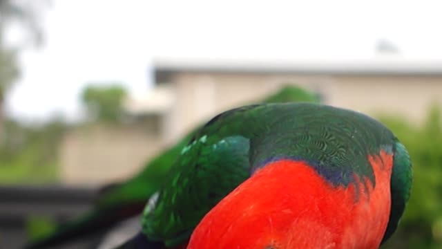 Beautiful parrot ||Nature||beautiful birds||