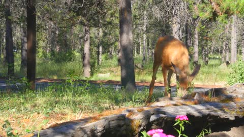 Deer in a green forest next to flowers